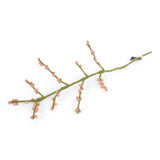 Branches with berries