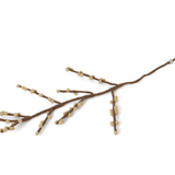 Branches with berries