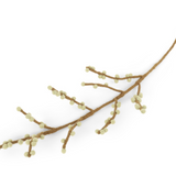 Branches with berries