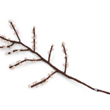 Branches with berries