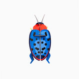 Fungus Beetle