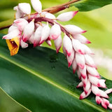 Rejuvenating body balm