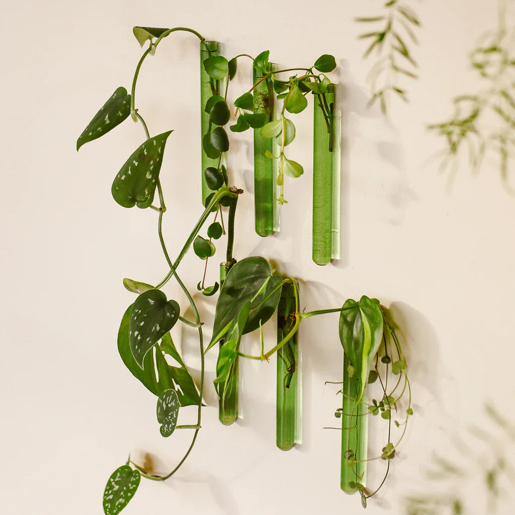 Walleaf