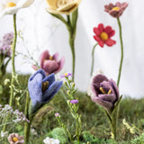 Crocus