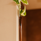 Walleaf - Vase magnétique (1 pack)