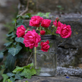 Décoration - vase en verre grillagé pour fleurs et plantes 