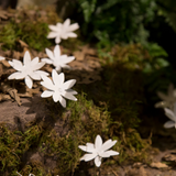 Nigelle de Damas