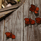 Papillon orange