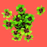 Bonne chance – Kit de culture de trèfle à quatre feuilles