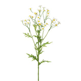 Branche de camomille