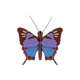 Crysalus Butterfly
