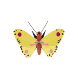 Luzerne Butterfly