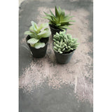 Succulente vase noir