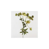 Nigelle verte