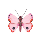 Rosora Butterfly