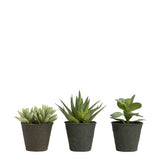 Succulente vase noir